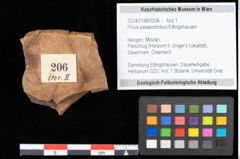 Foto (Objekt + Etikett) von Pinus palaeostrobus Ettingshausen (NHMW-GEO-2024-0188-0206)